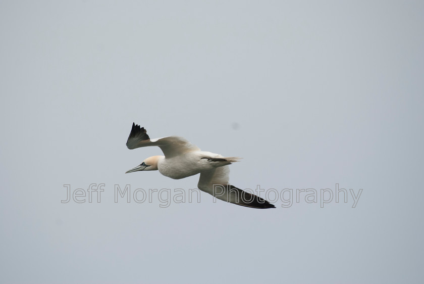 Bempton (38 of 107)