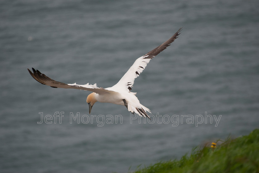 Bempton (92 of 107)