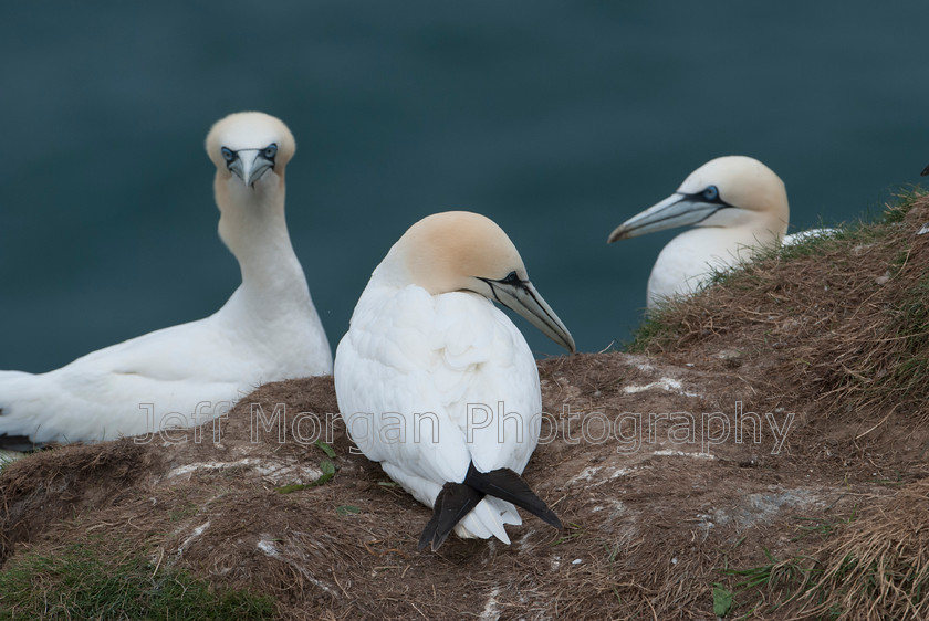 Bempton (45 of 107)