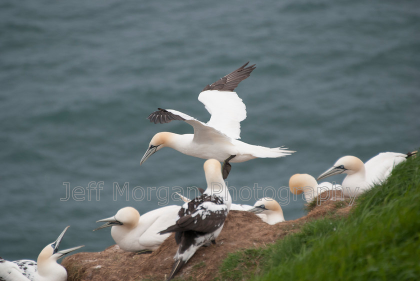 Bempton (65 of 107)