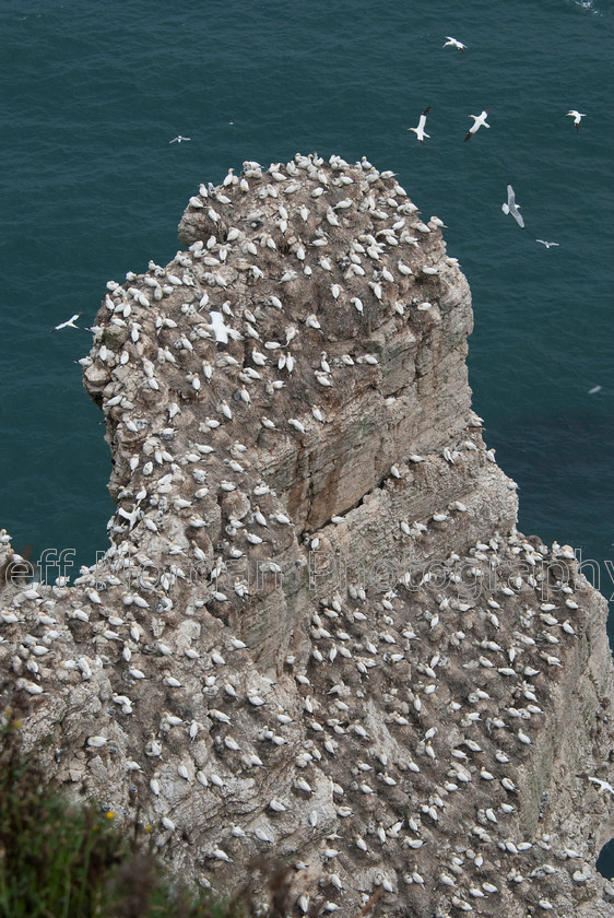 Bempton (7 of 107)