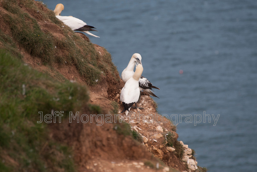 Bempton (20 of 107)