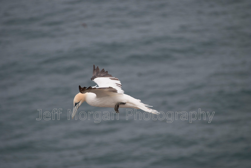 Bempton (106 of 107)