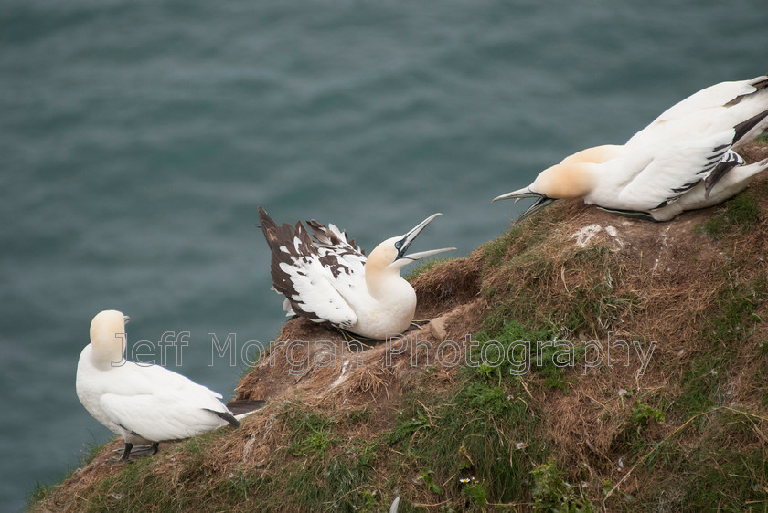 Bempton (69 of 107)