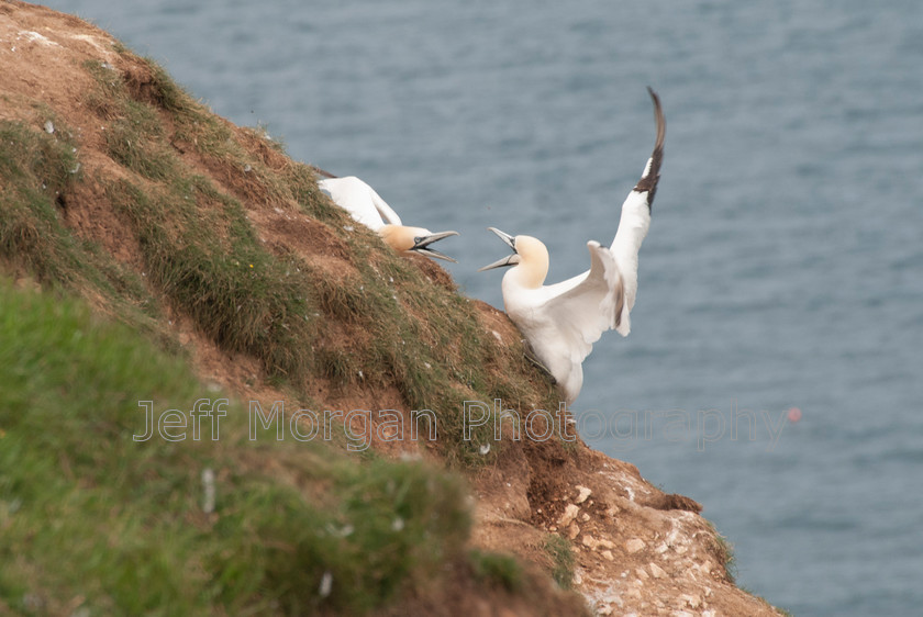 Bempton (6 of 107)