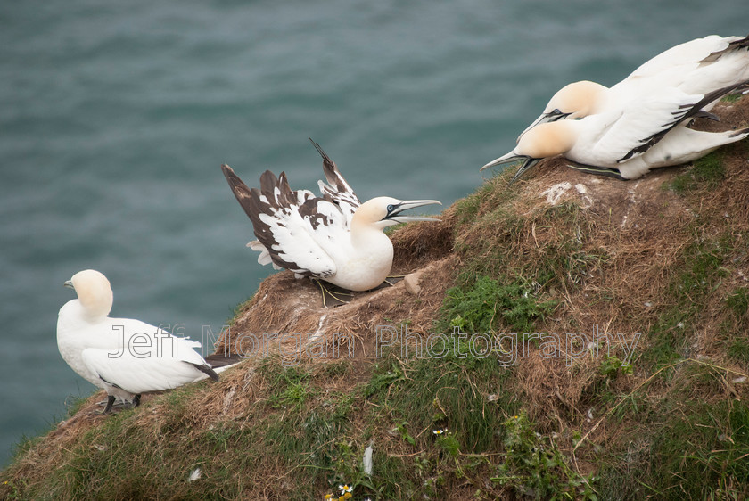 Bempton (68 of 107)