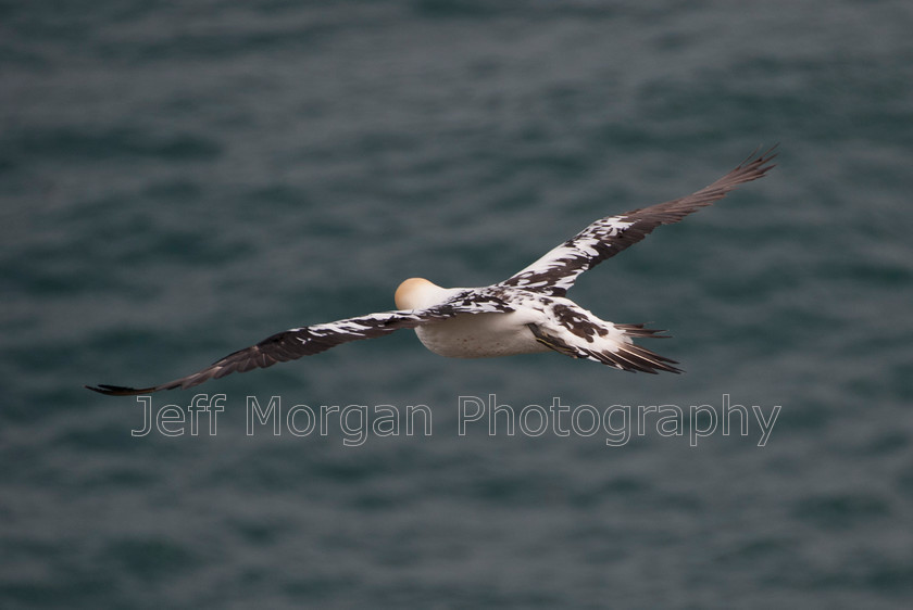 Bempton (28 of 107)