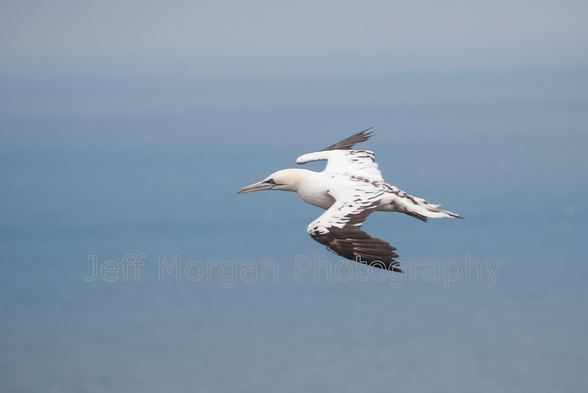 Bempton (36 of 107)