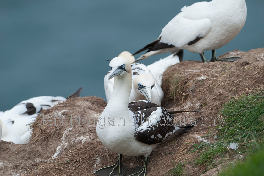 Bempton (64 of 107)