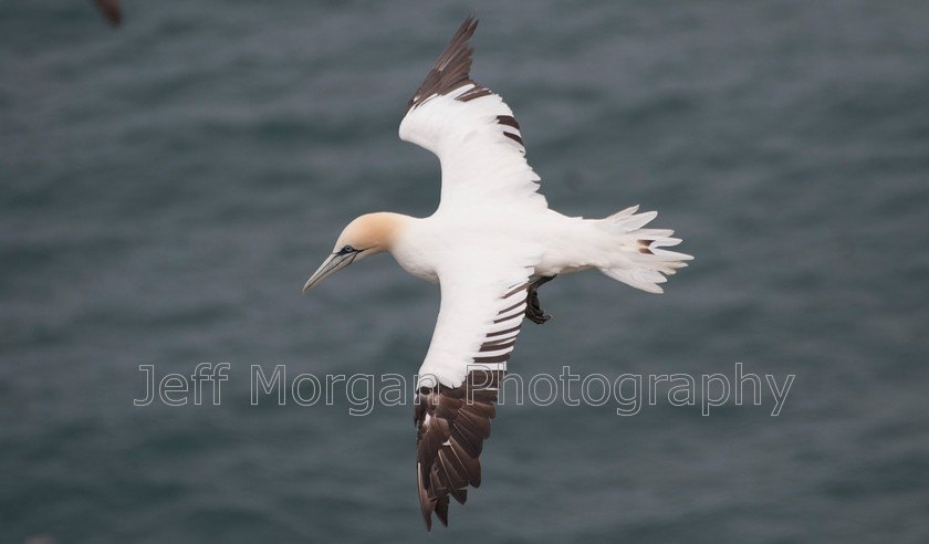 Bempton (107 of 107)