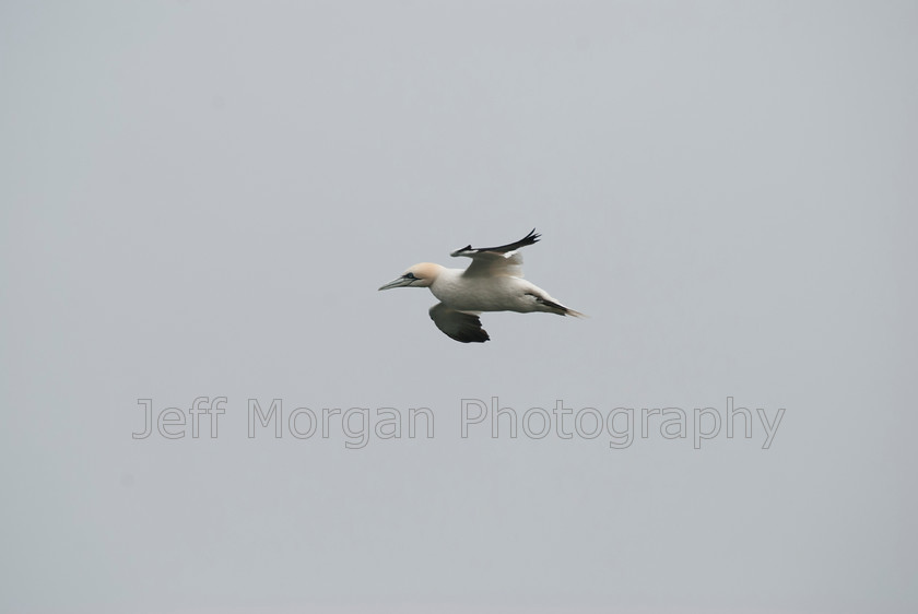 Bempton (37 of 107)