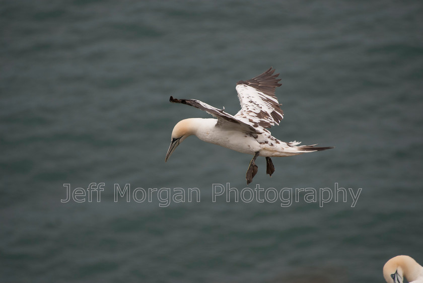 Bempton (44 of 107)