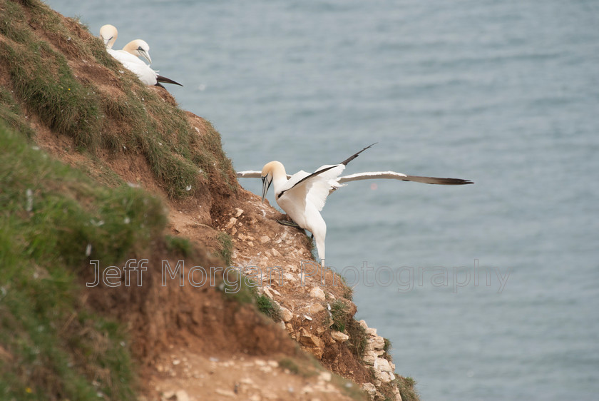 Bempton (1 of 107)