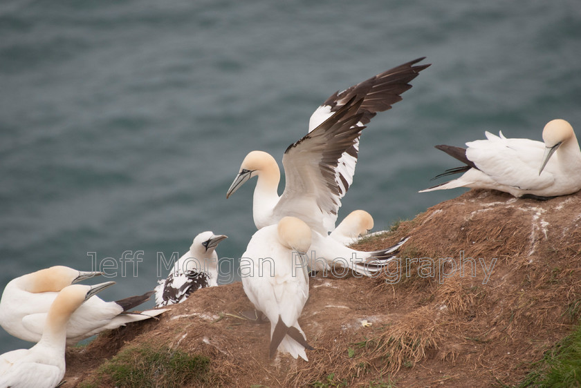 Bempton (90 of 107)