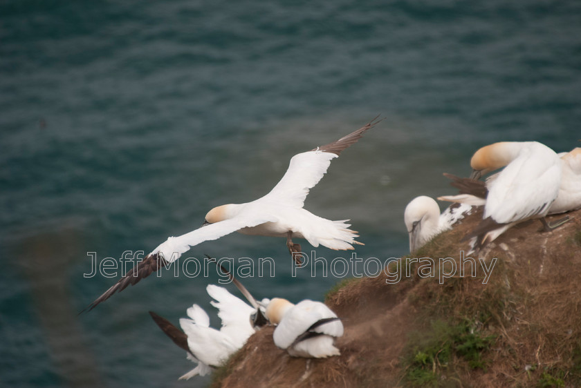 Bempton (29 of 107)