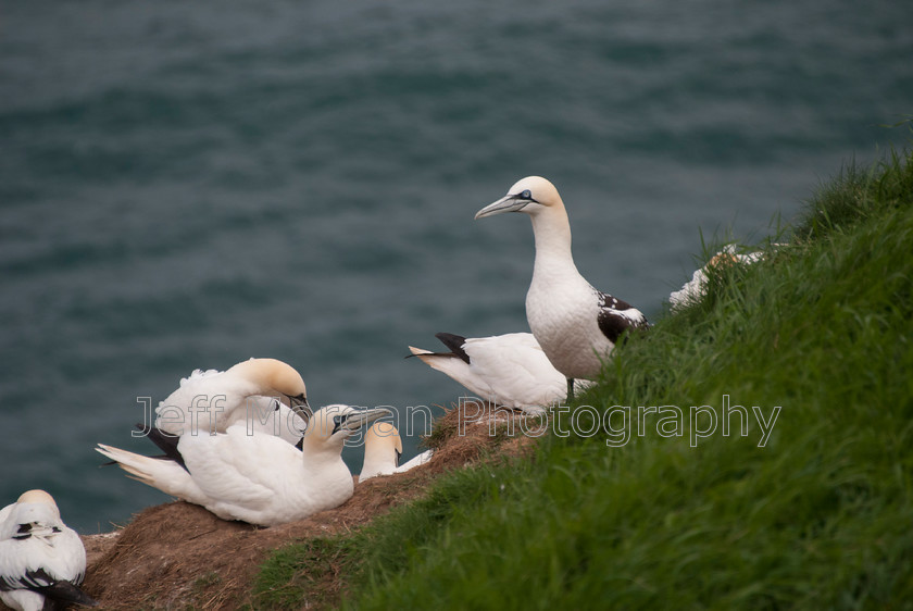 Bempton (27 of 107)